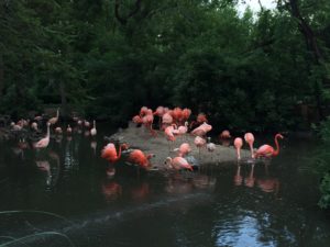 Denver Zoo - Flamingos