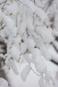 New spring buds are covered by heavy spring snow