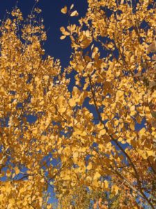 Colorado's Fall Colors