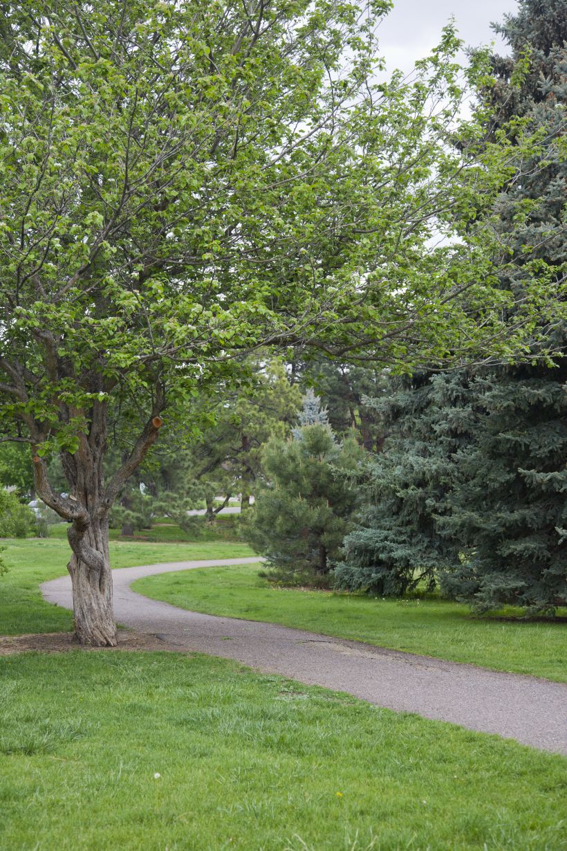 Crestmoor Lifestyle Denver Real Estate